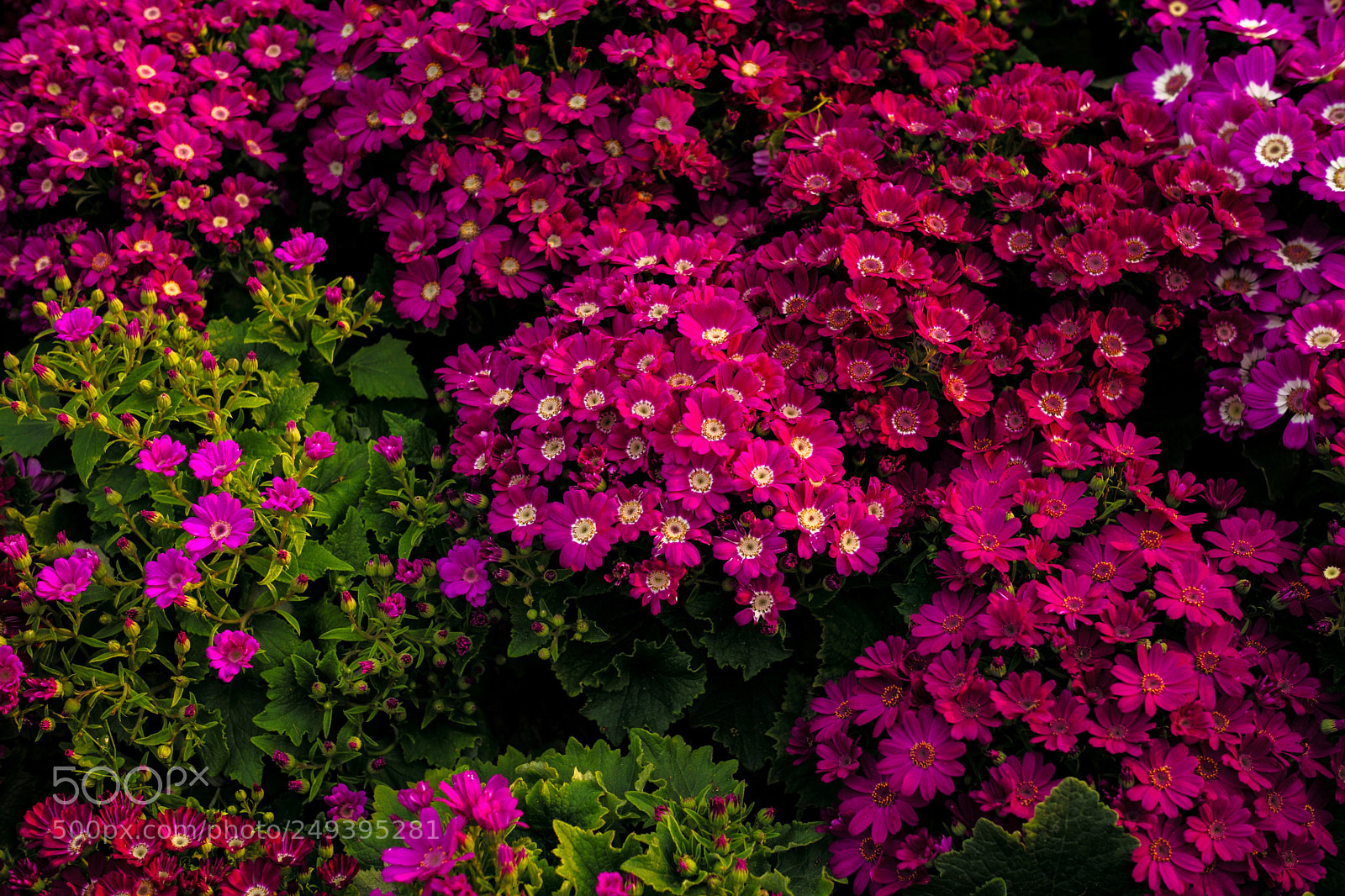 Leica M (Typ 240) sample photo. Spring photography