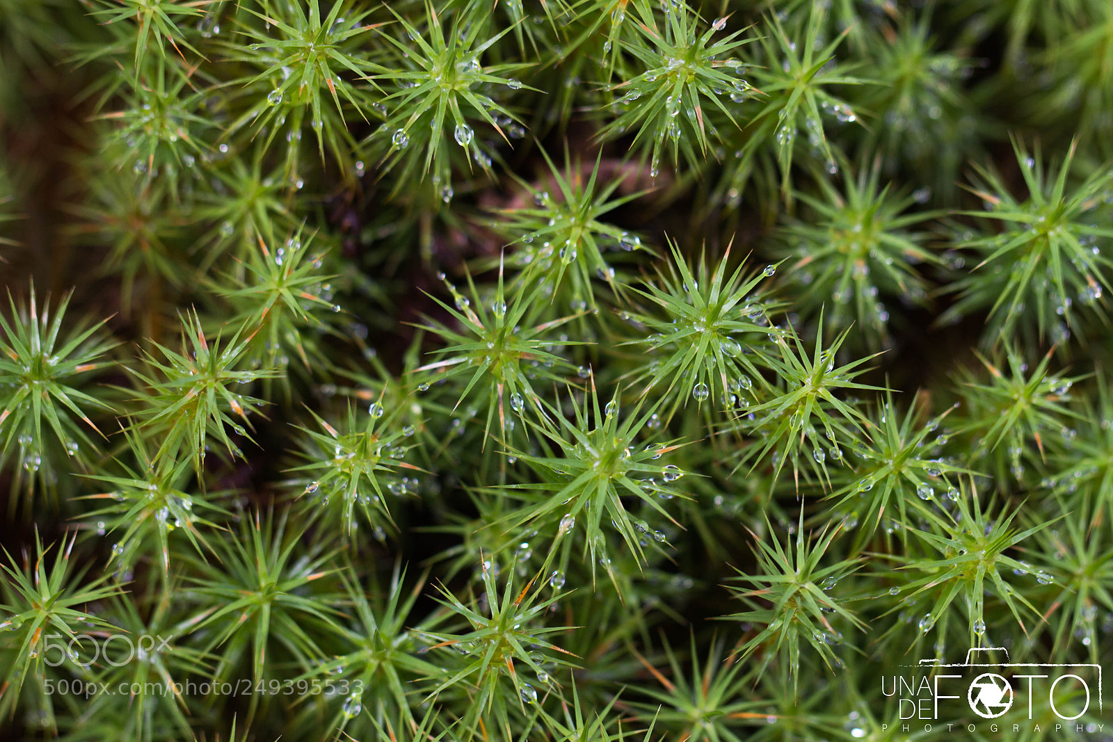 Canon EOS 600D (Rebel EOS T3i / EOS Kiss X5) sample photo. Polytrichum juniperinum photography