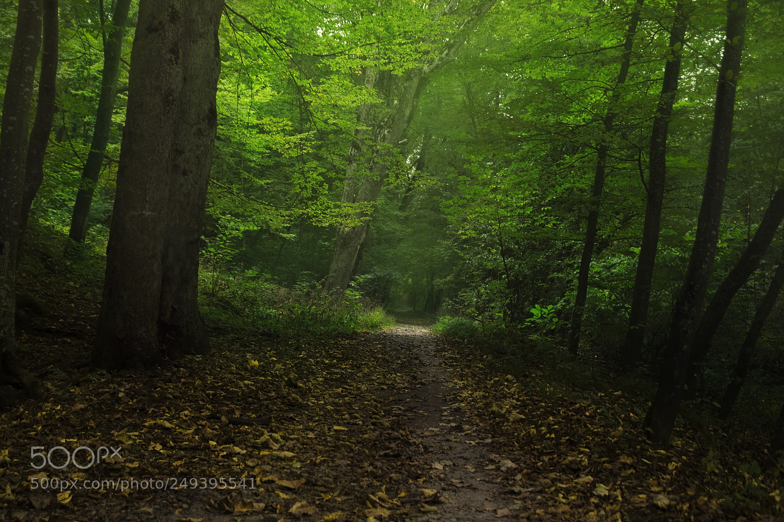 Nikon D7200 sample photo. Step inside photography