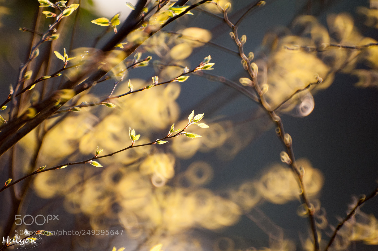Nikon D700 sample photo. Untitled photography