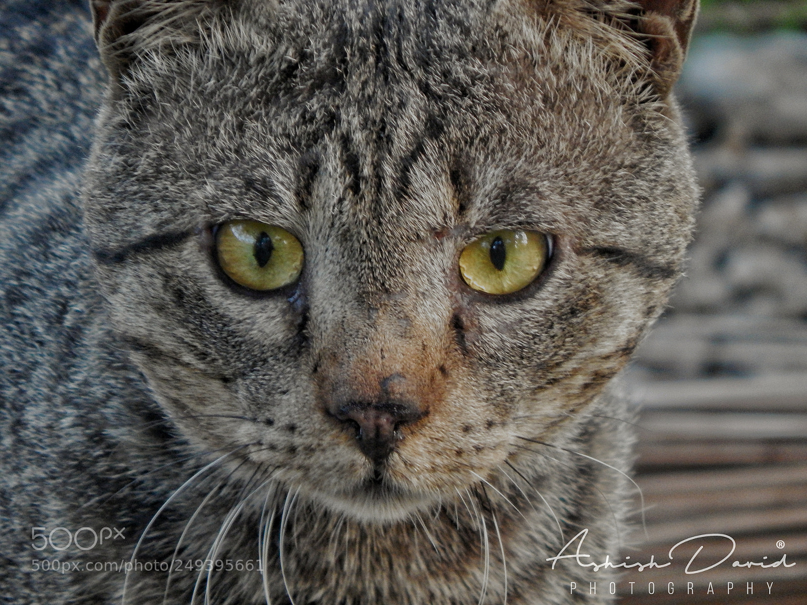 Nikon Coolpix L830 sample photo. Angry cat photography