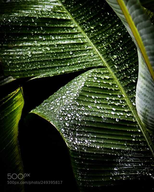 Nikon D5500 sample photo. Banana leaf not many photography