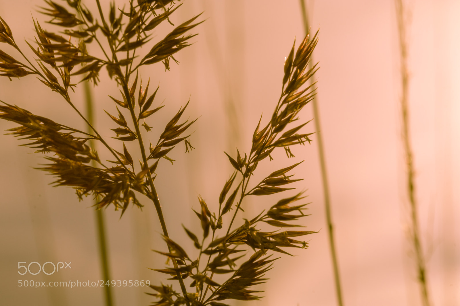 Canon EOS 80D sample photo. Growth photography