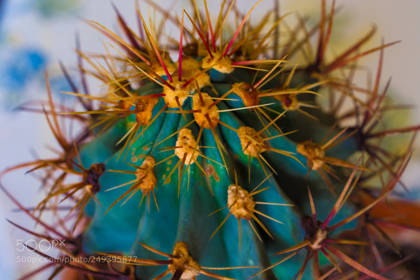 Nikon D7200 sample photo. I am pointy! photography