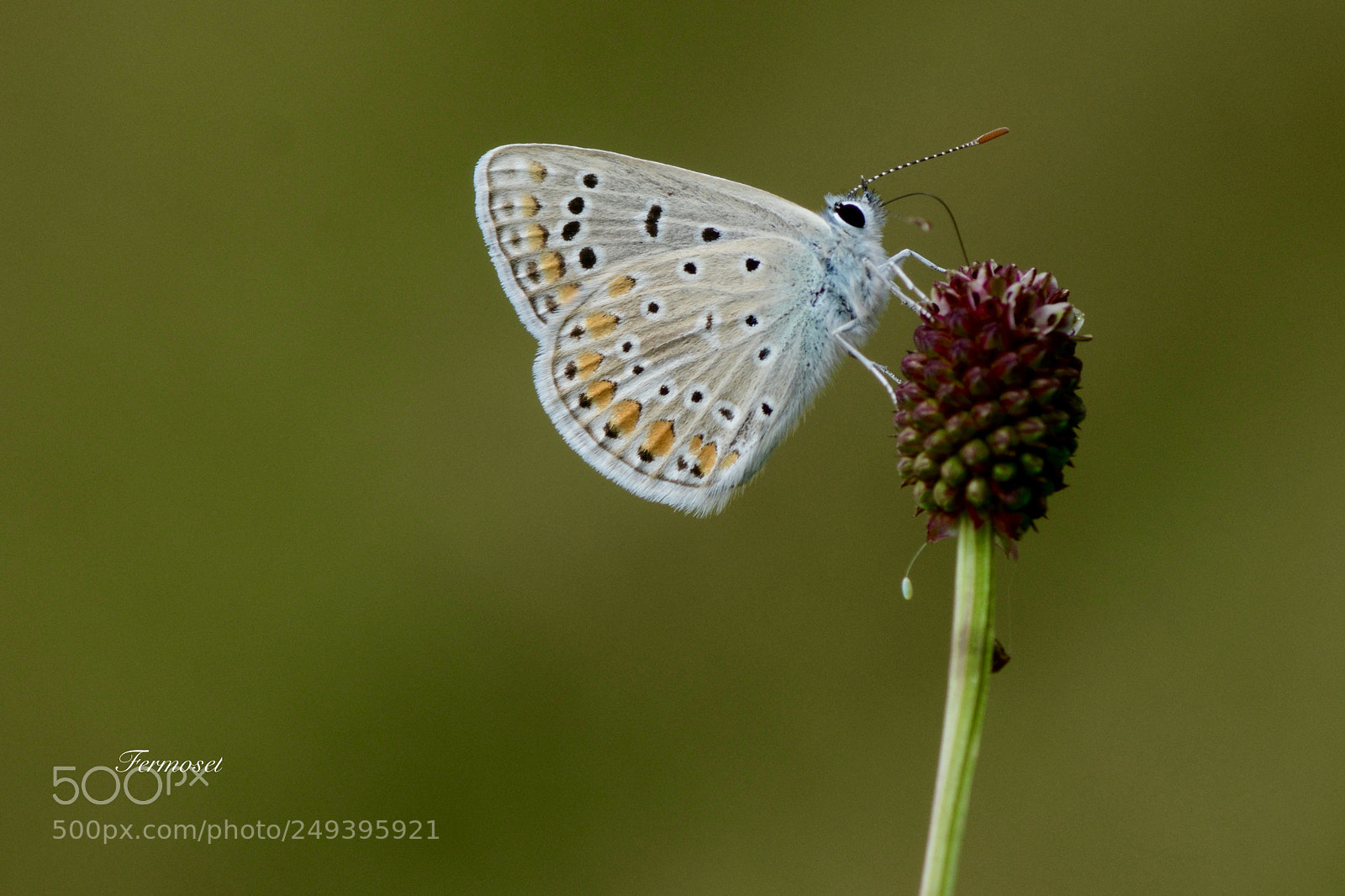 Nikon D7100 sample photo. Polyommatus icarus photography