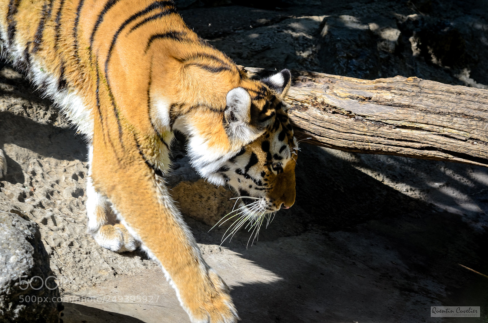 Nikon D7000 sample photo. Tiger 2 photography