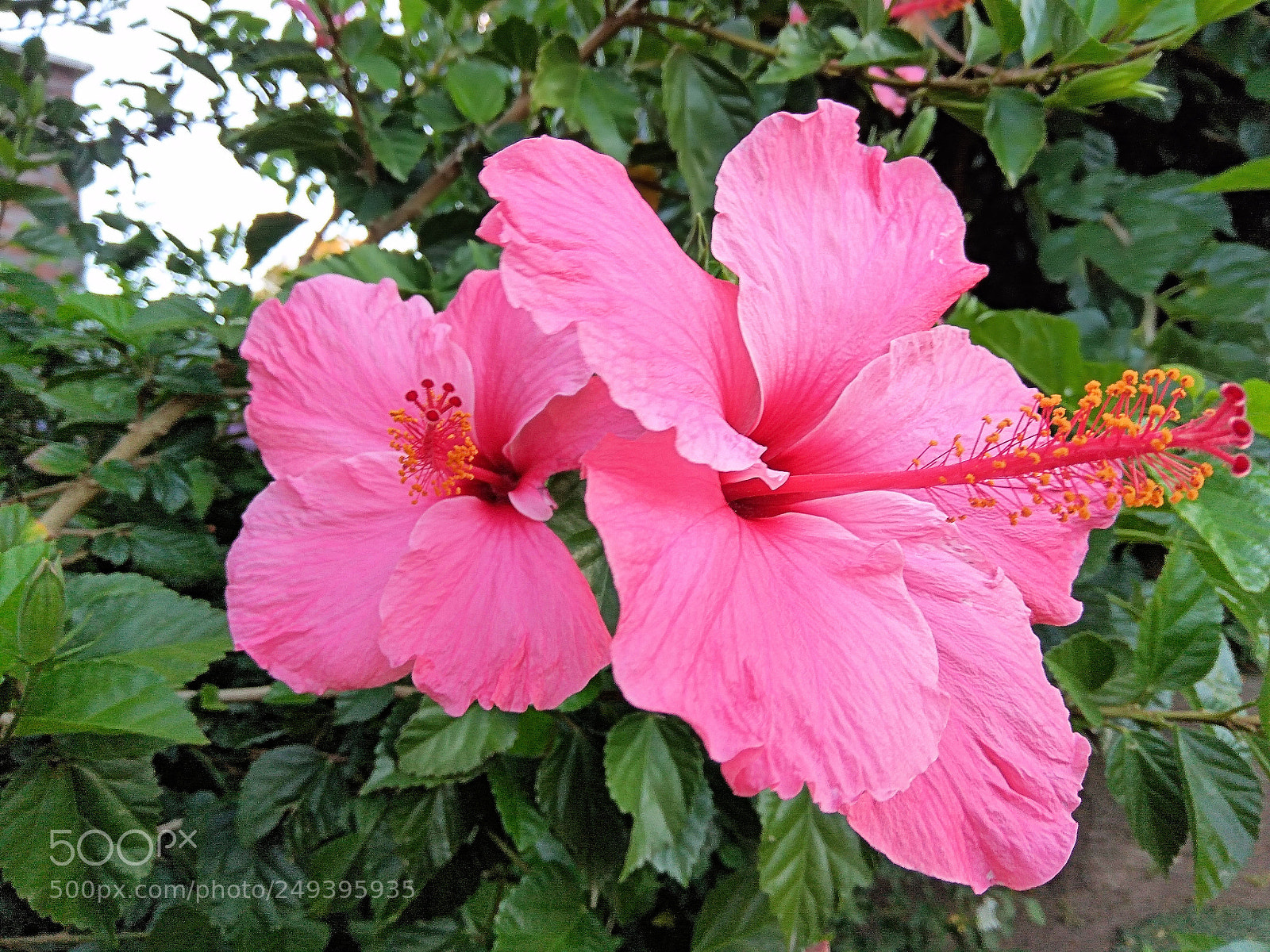 Xiaomi Redmi Note3 sample photo. Pretty hibiscus flowers photography