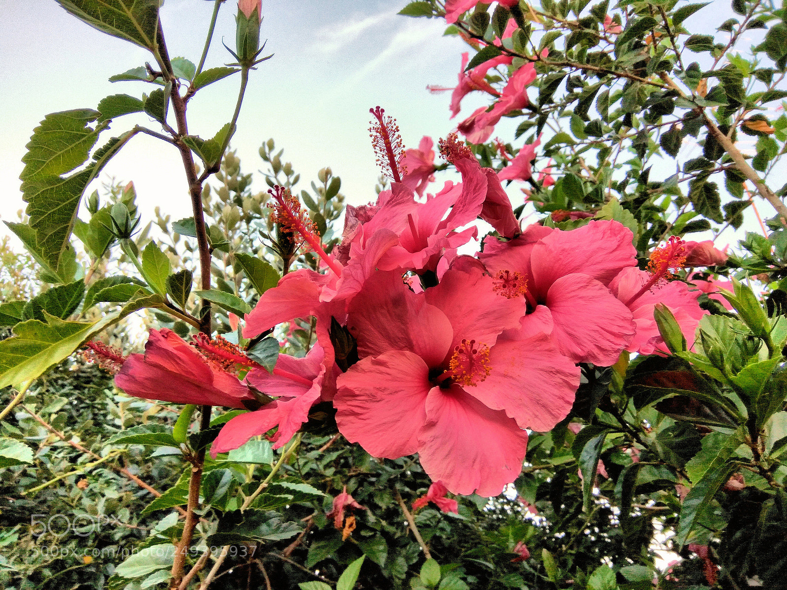 Xiaomi Redmi Note3 sample photo. Pretty hibiscus flowers photography