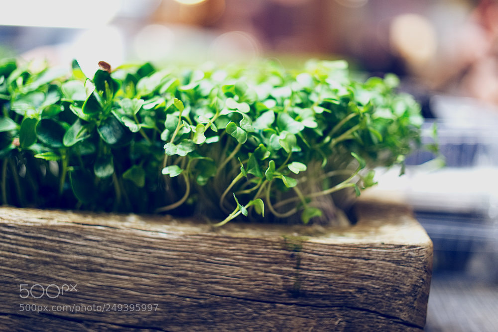 Sony a7 II sample photo. Kresse photography