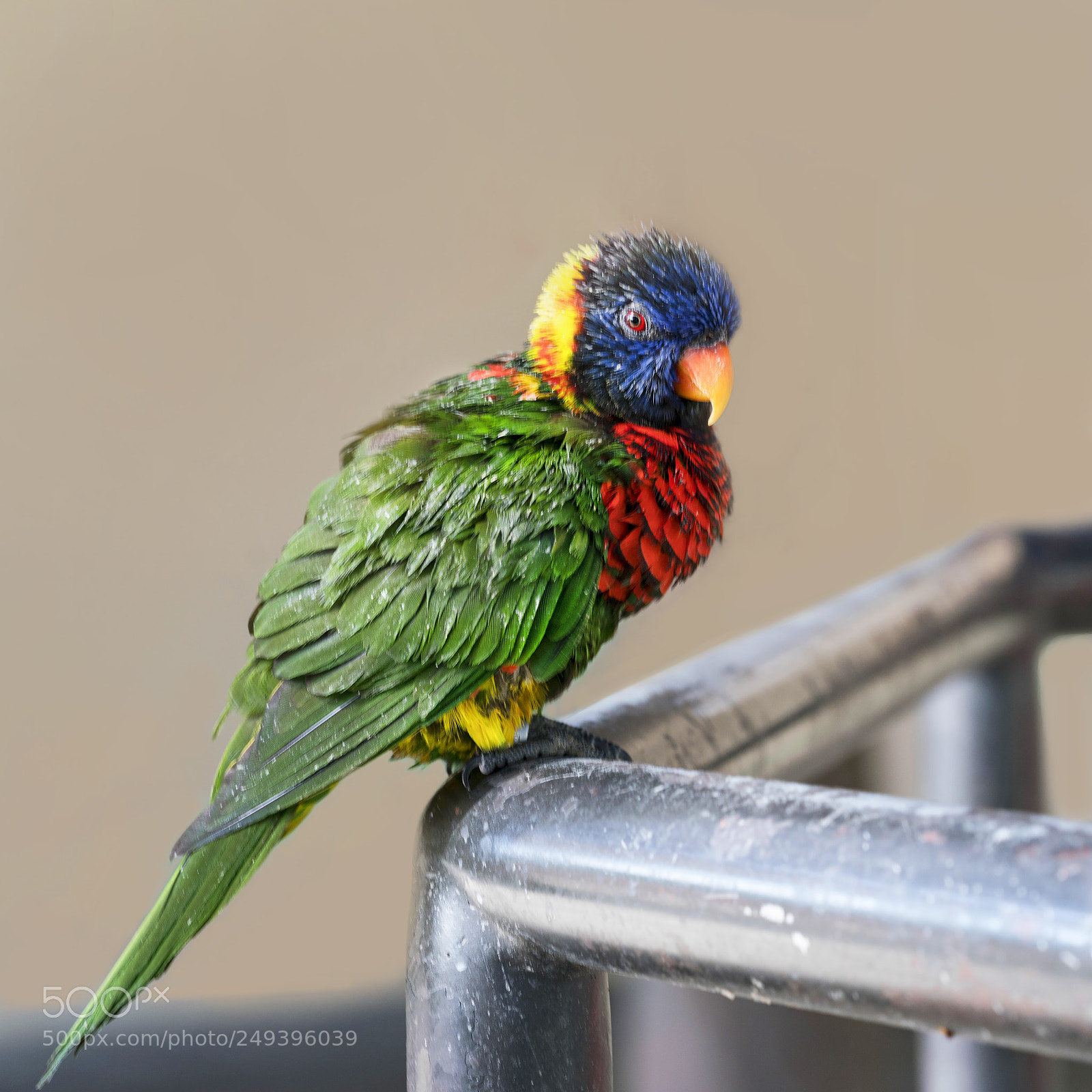 Sony a7R III sample photo. Rainbow lorikeet photography