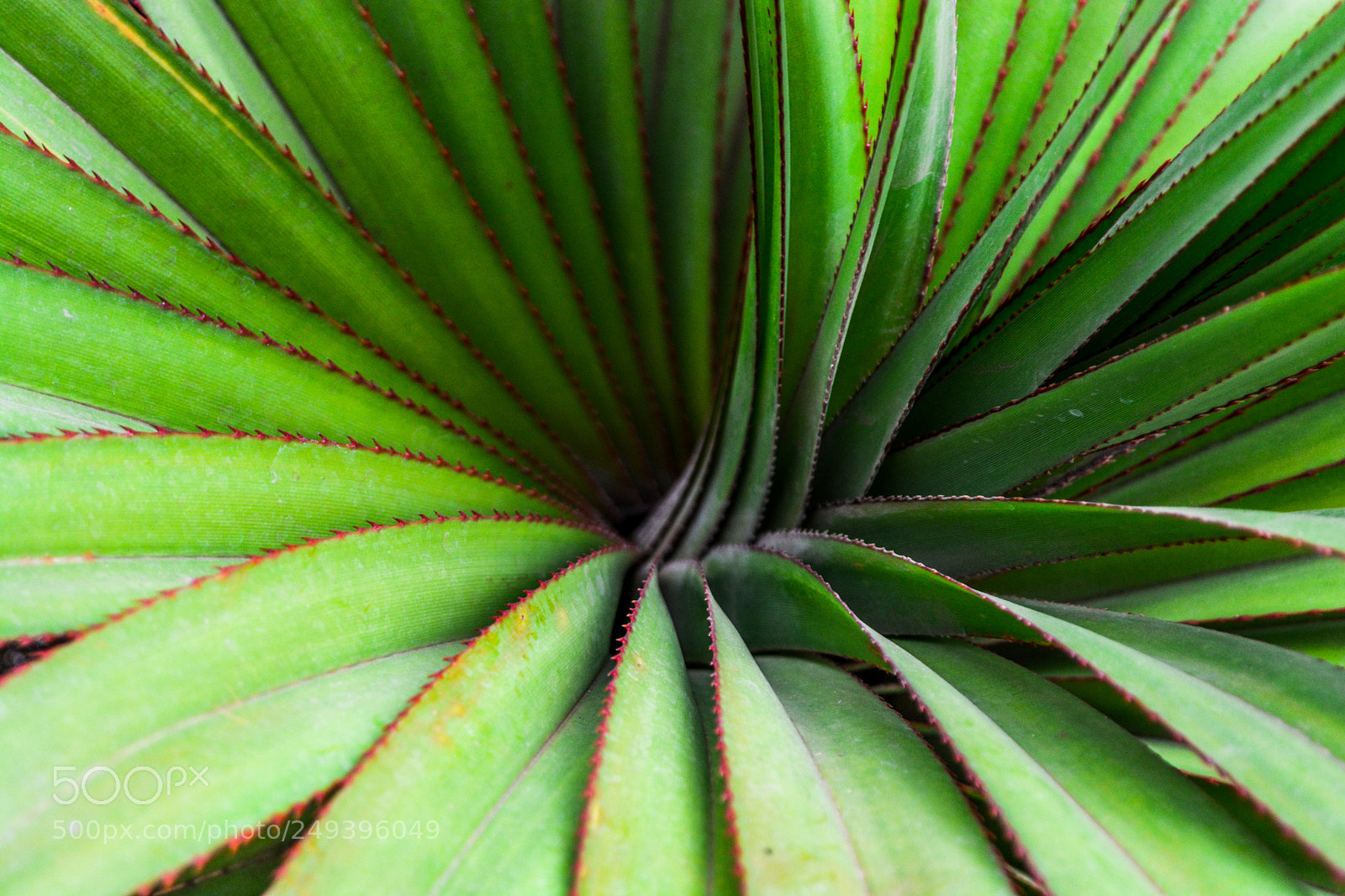 Nikon D5200 sample photo. Palm tree photography