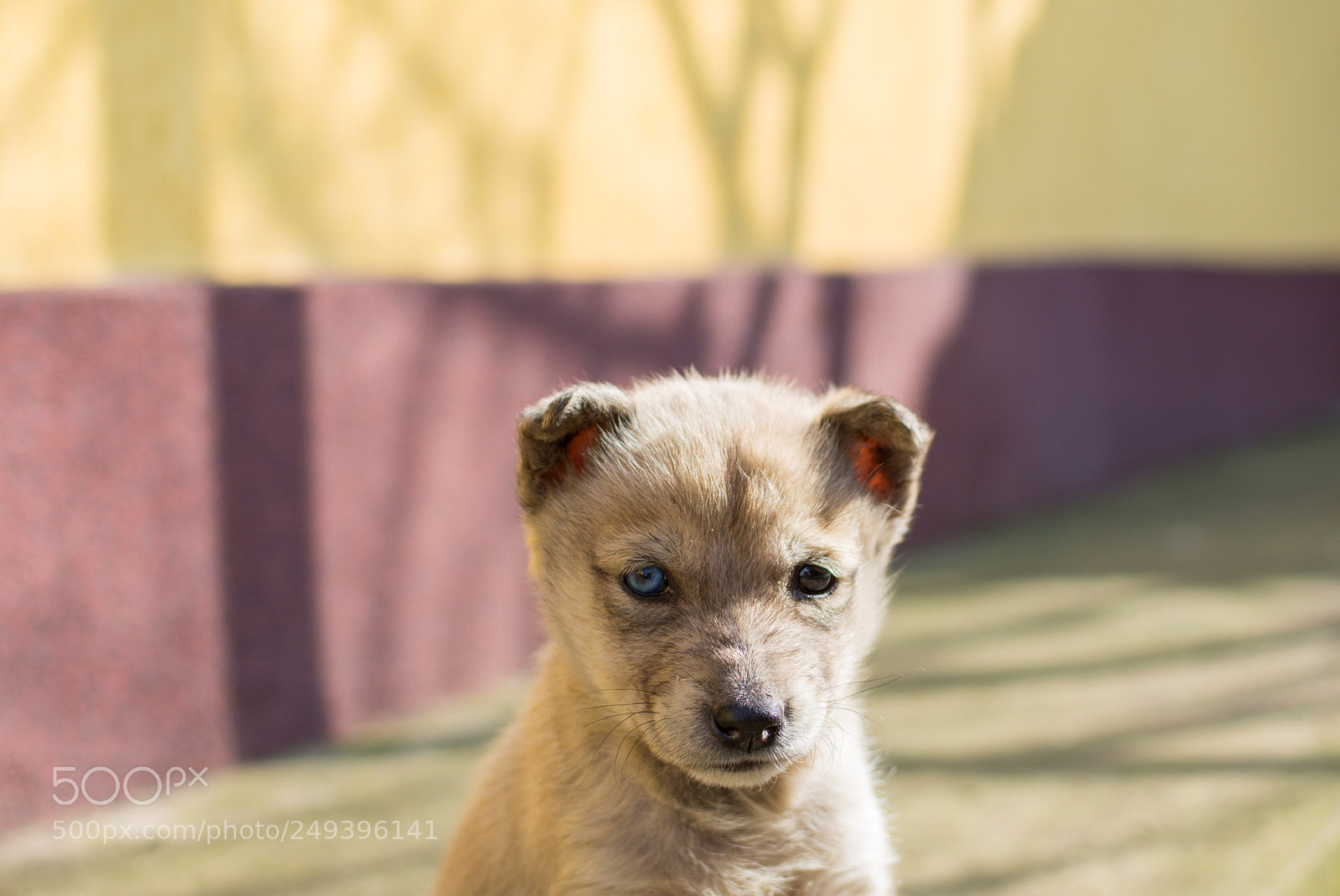 Nikon D7200 sample photo. Acting serious , only photography