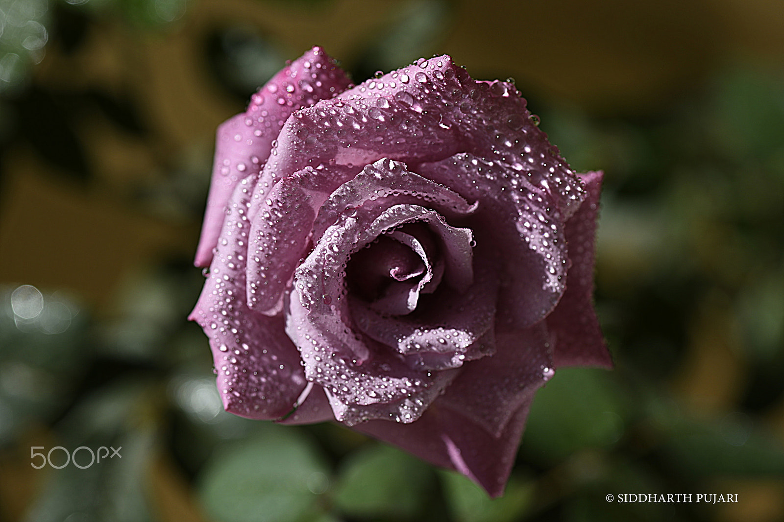 Nikon AF-S Micro-Nikkor 105mm F2.8G IF-ED VR sample photo. Rose bubbles photography
