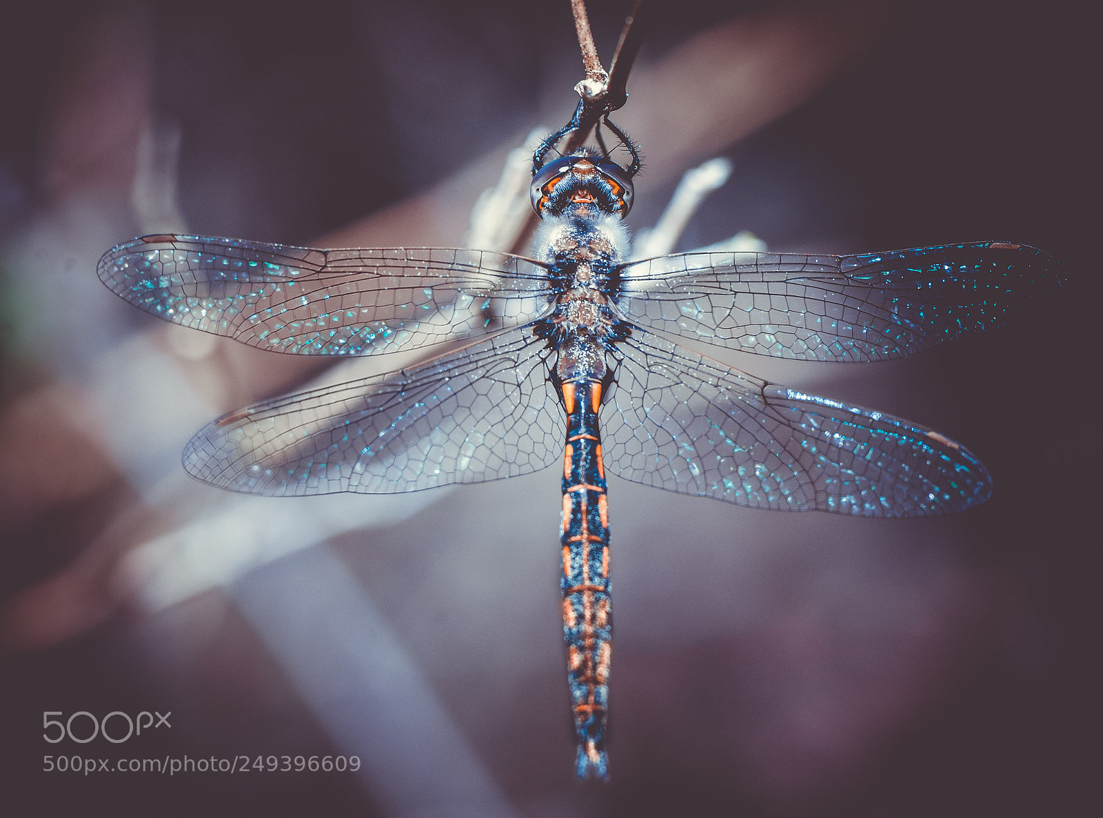 Sony Alpha DSLR-A900 sample photo. Dragonfly photography