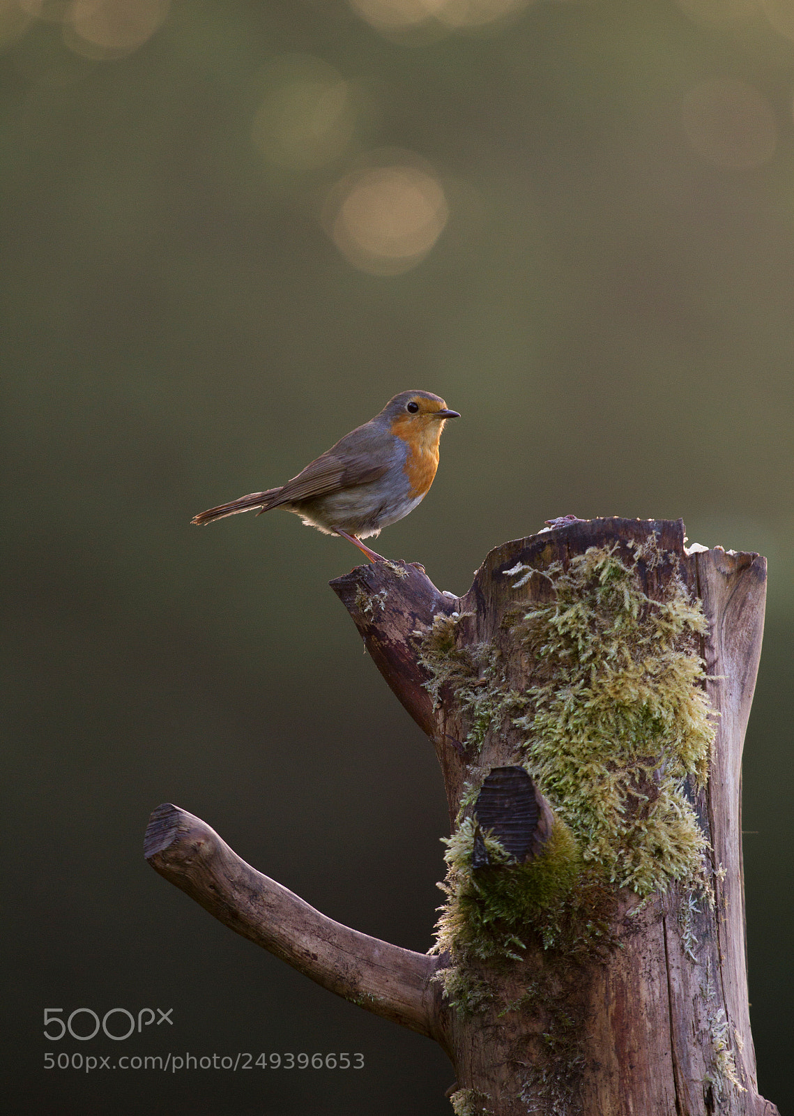 Canon EOS 7D sample photo. Mossy robin photography