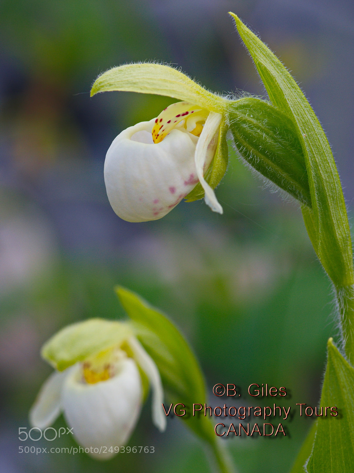 Pentax K-5 IIs sample photo. Franklin's lady's-slipper photography