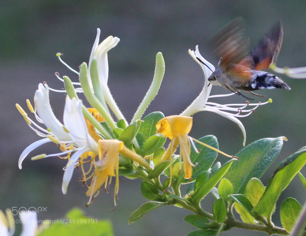 Canon EOS 100D (EOS Rebel SL1 / EOS Kiss X7) sample photo. Nectar delights photography