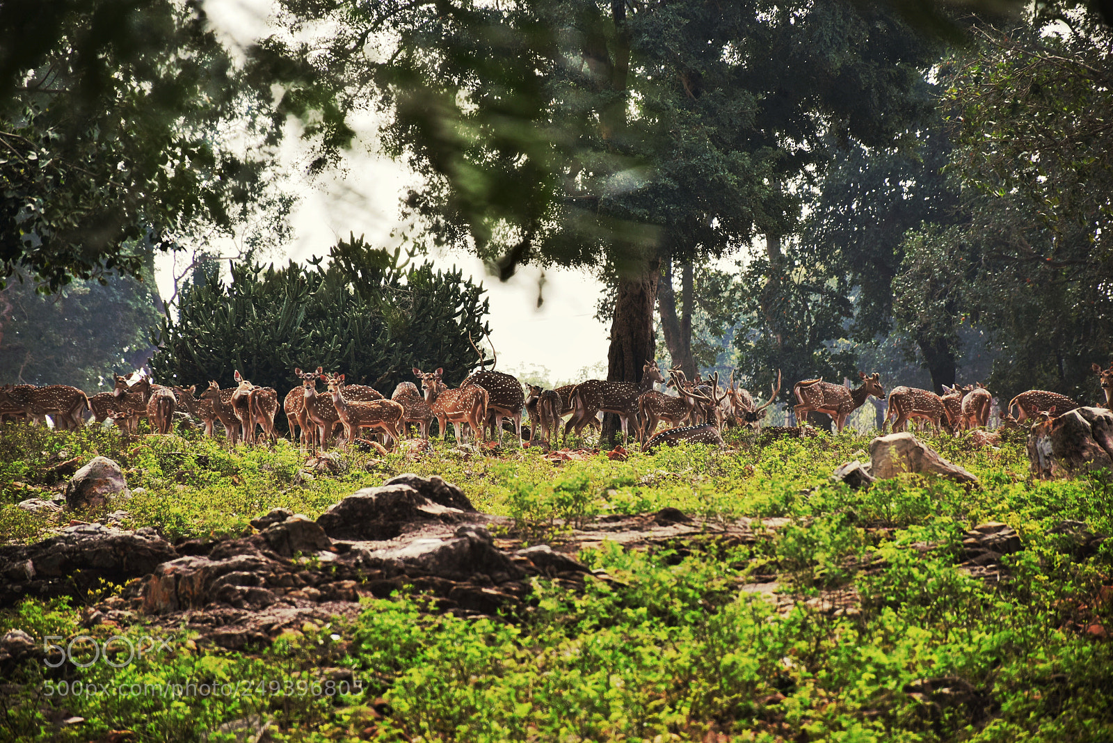 Nikon D5300 sample photo. Deer park reserve photography