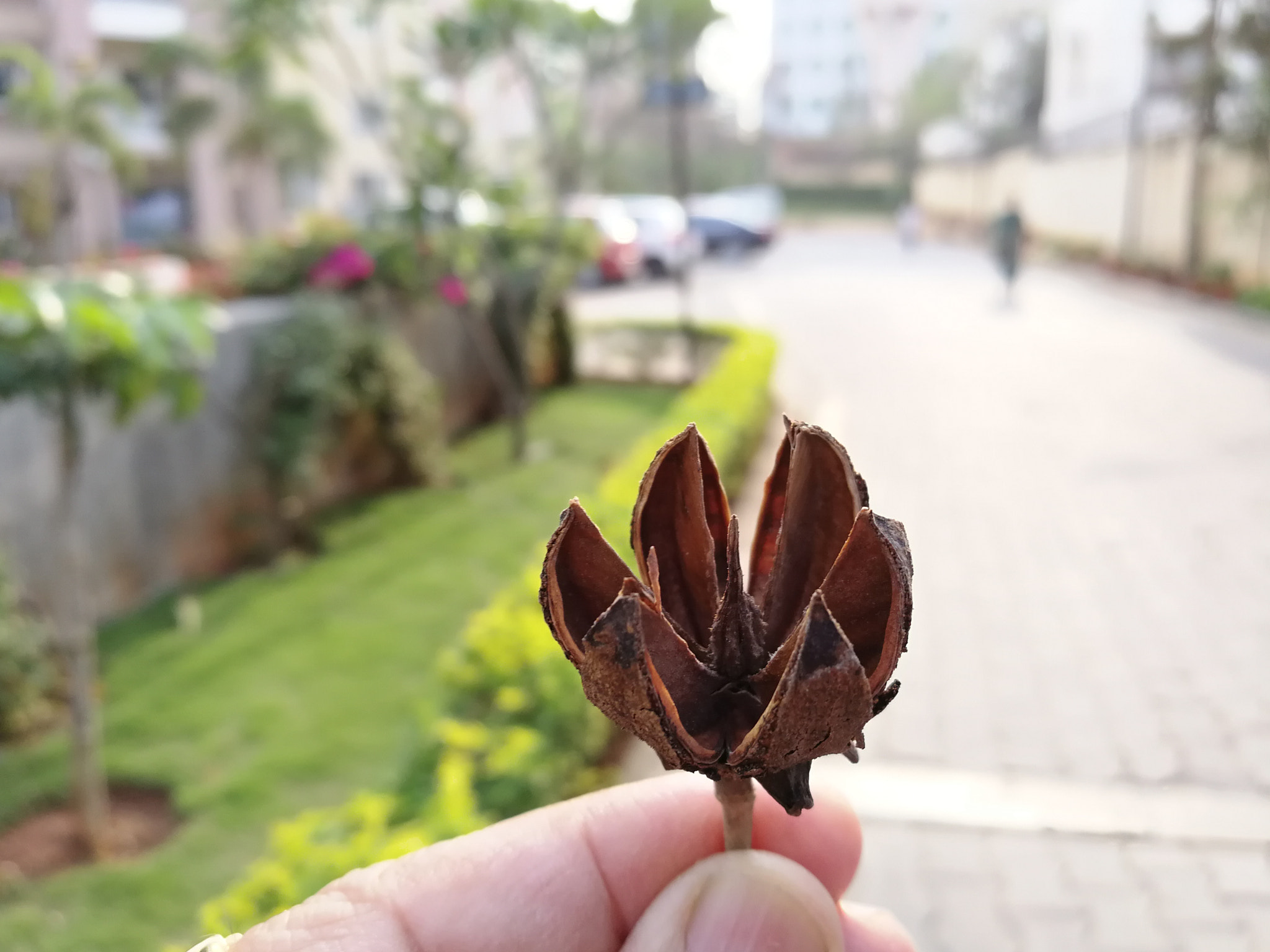 HUAWEI Honor 8 Pro sample photo