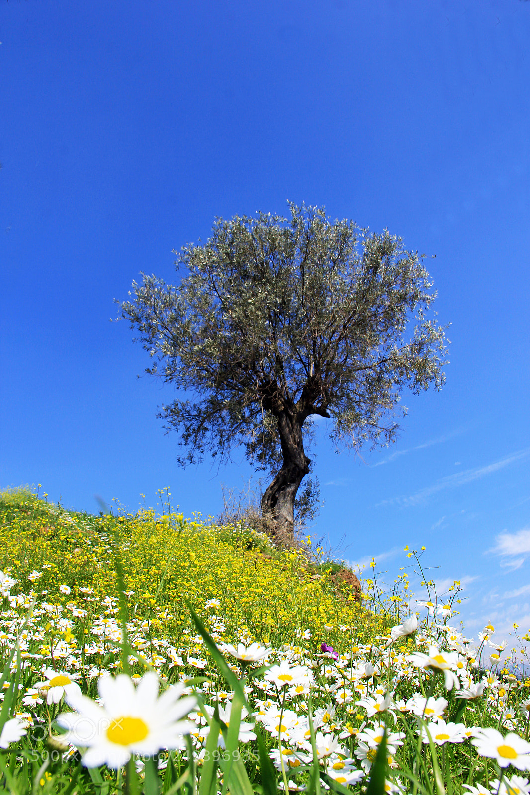 Canon EOS 60D sample photo. Alone tree photography