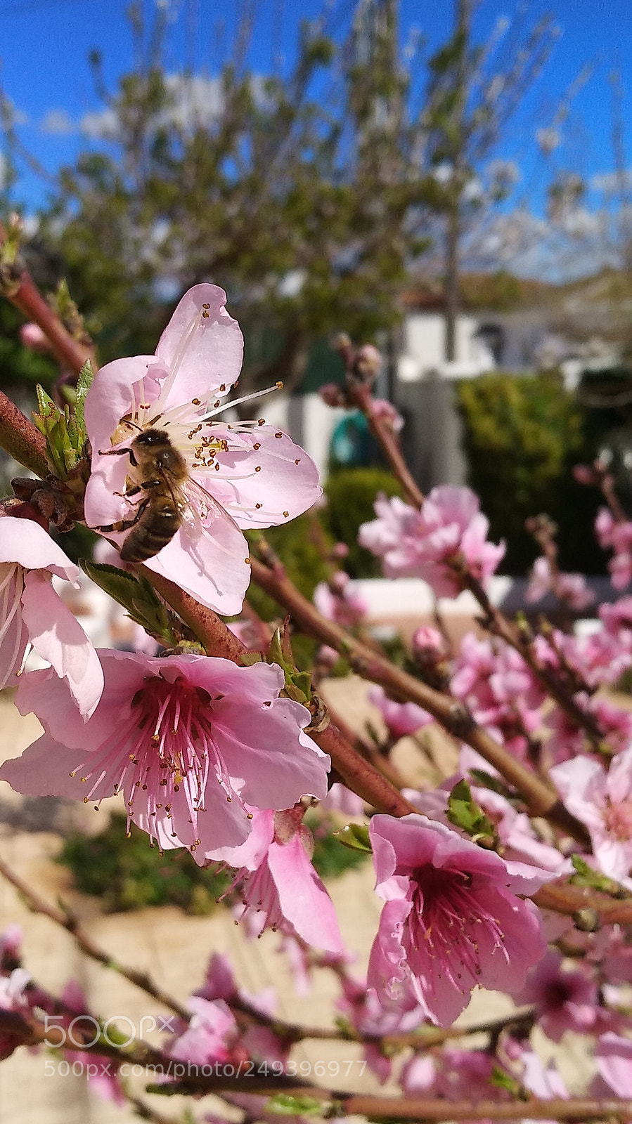 Xiaomi MI MAX 2 sample photo. Bee photography
