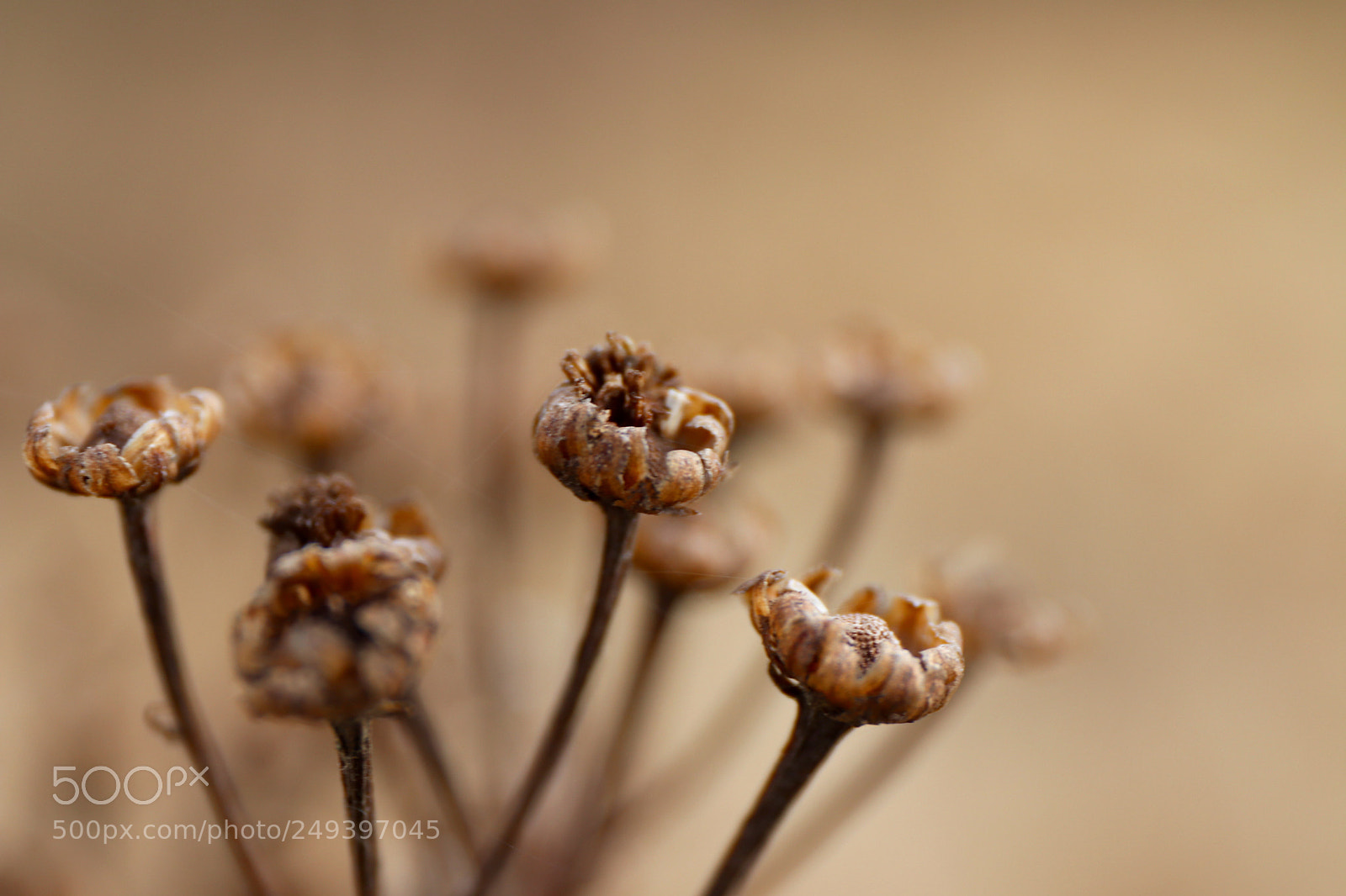 Canon EOS 77D (EOS 9000D / EOS 770D) sample photo. Old flower photography