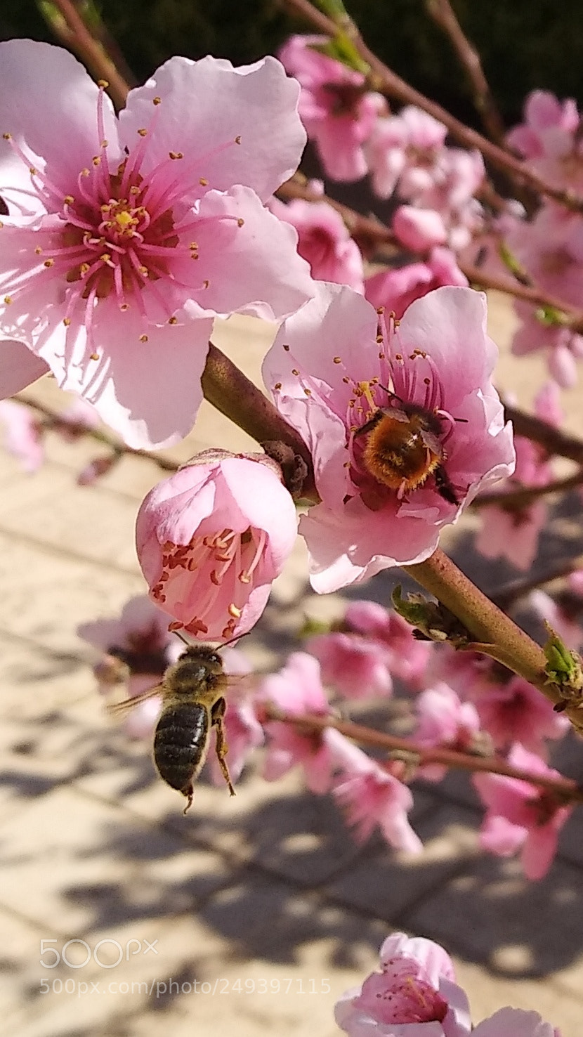 Xiaomi MI MAX 2 sample photo. Bee flying photography