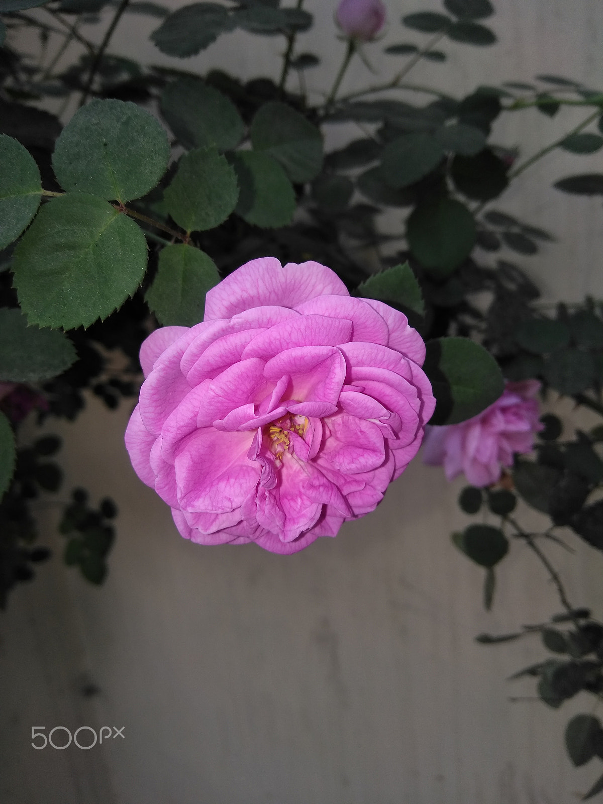 LeMobile Le X526 sample photo. Pink rose in green leaves.[beauty of nature] photography