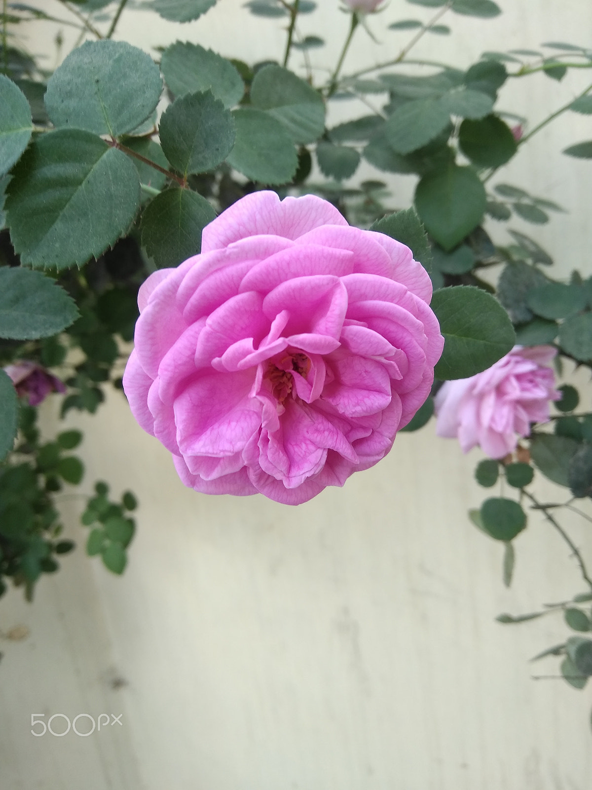 LeMobile Le X526 sample photo. Pink rose in green leaves.[beauty of nature] photography