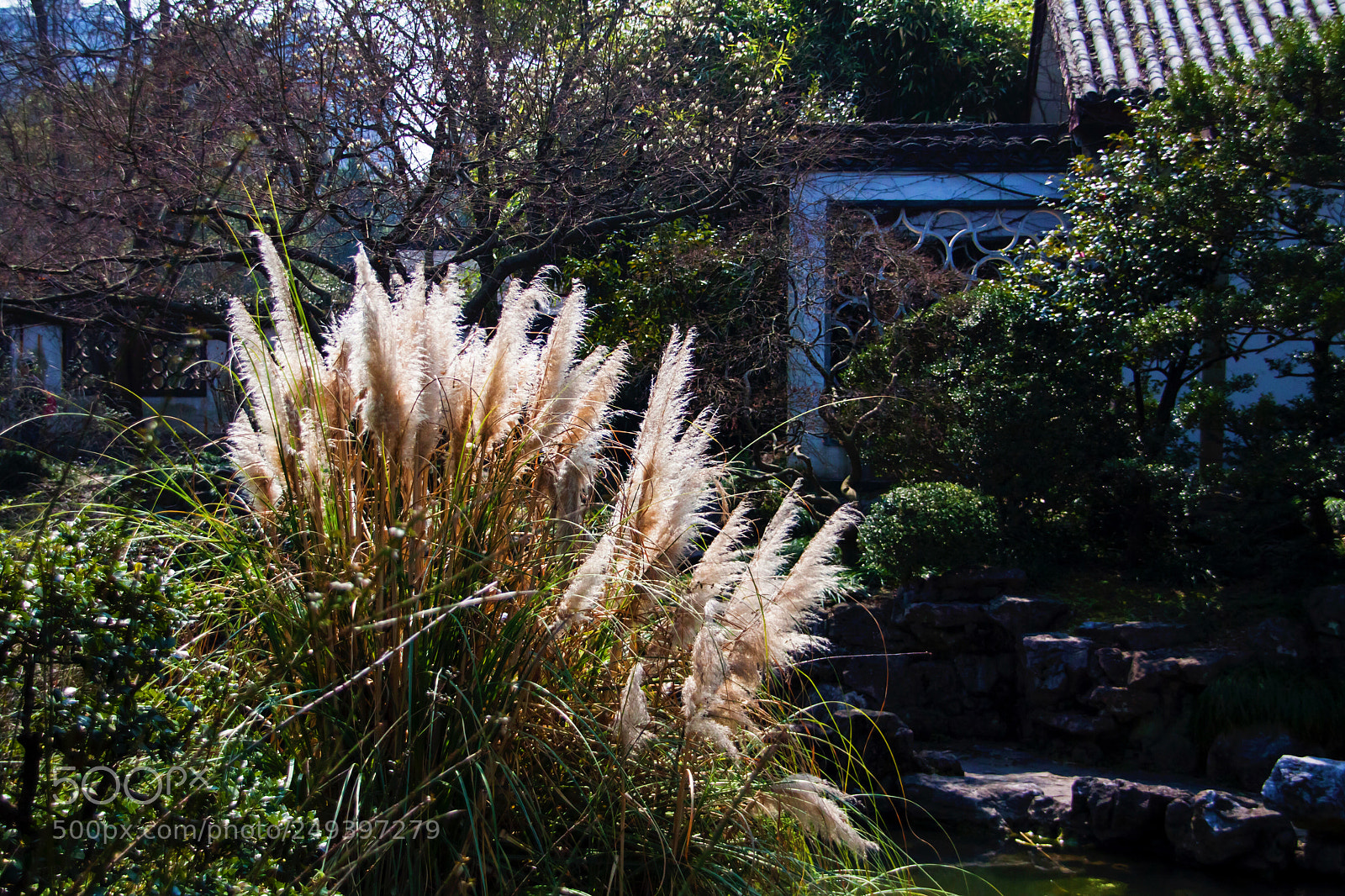 Canon EOS 50D sample photo. Pampas grass swaying in photography