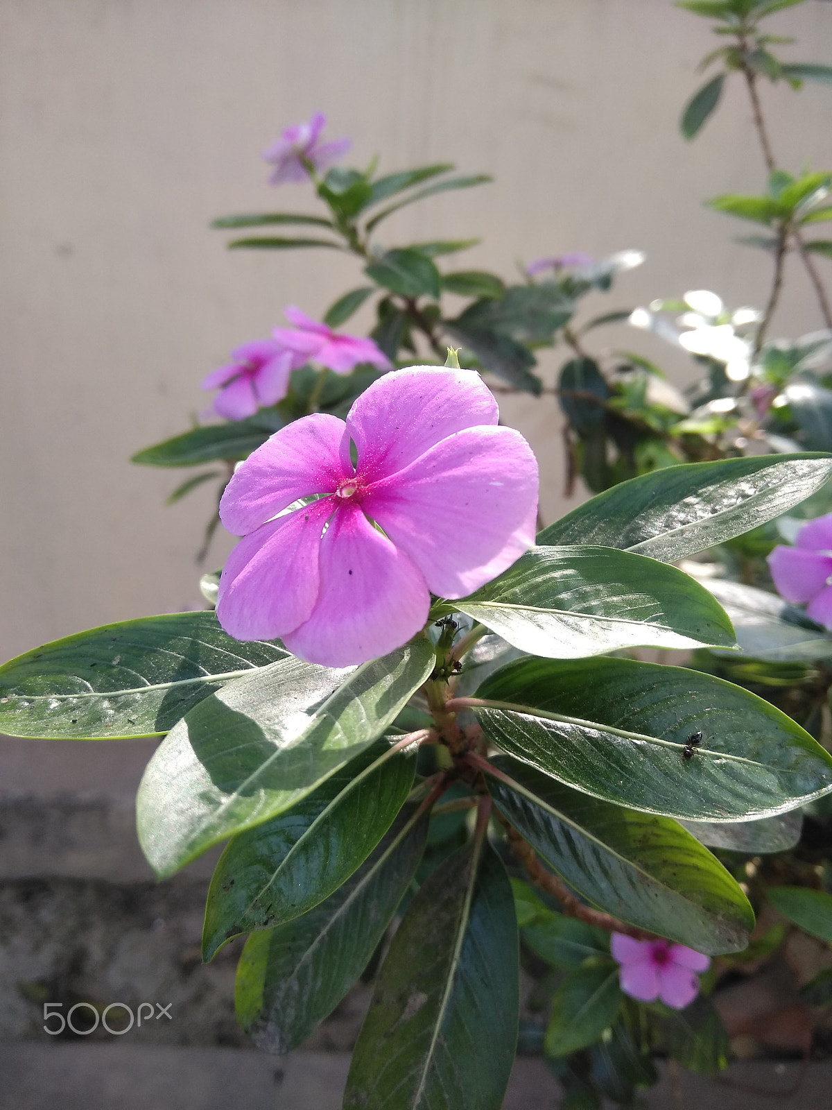 LeMobile Le X526 sample photo. Pink rose in green leaves.[beauty of nature] photography