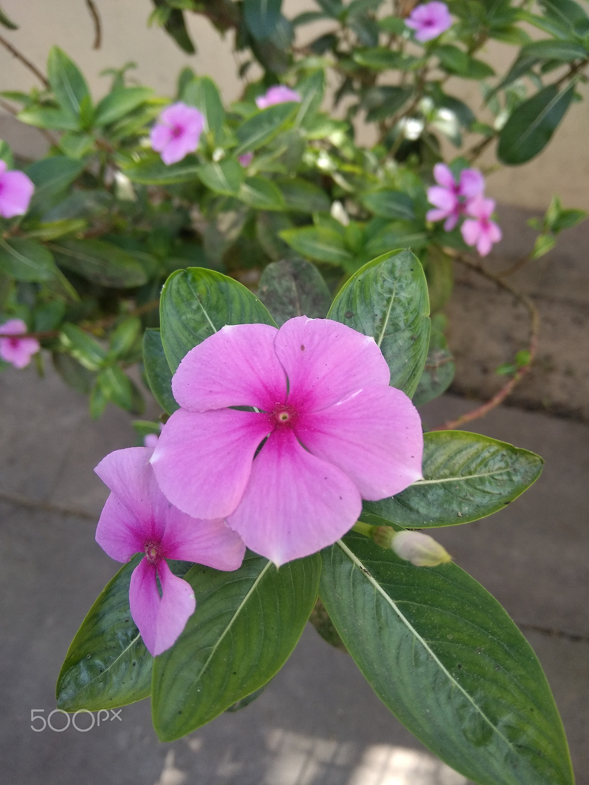 LeMobile Le X526 sample photo. Pink rose in green leaves.[beauty of nature] photography