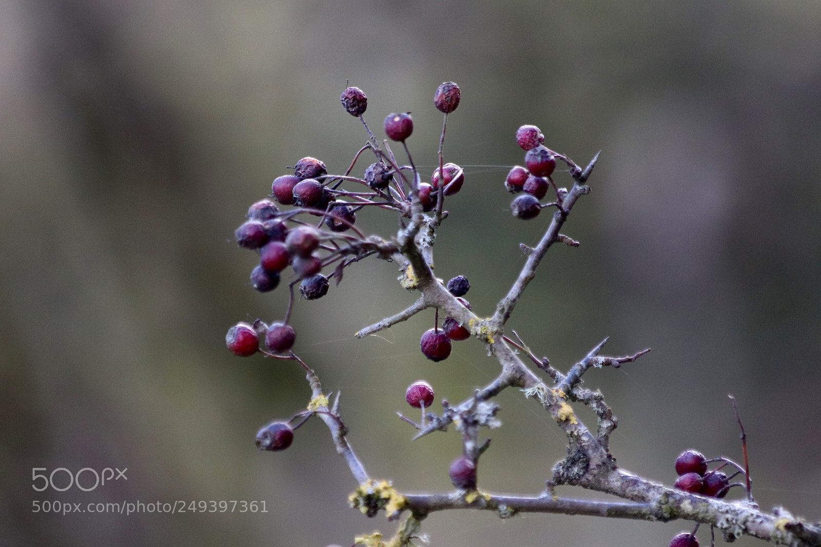 Canon EOS 77D (EOS 9000D / EOS 770D) sample photo. Last years fruits photography