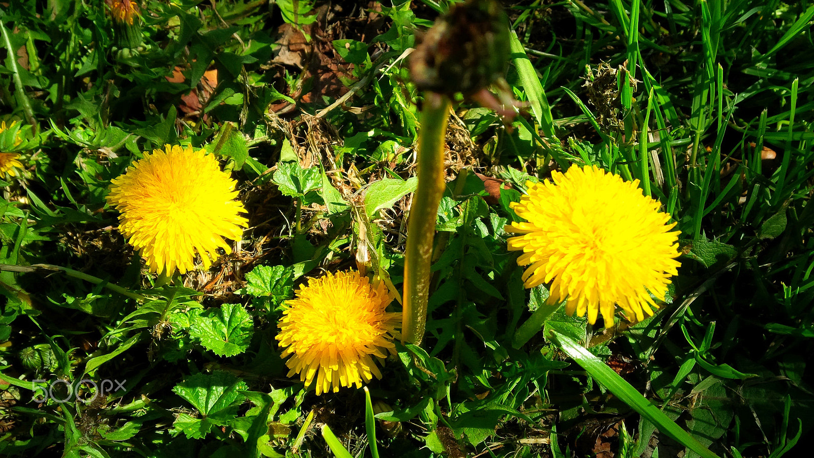 BlackBerry Z10 sample photo. Sweet dandelions photography