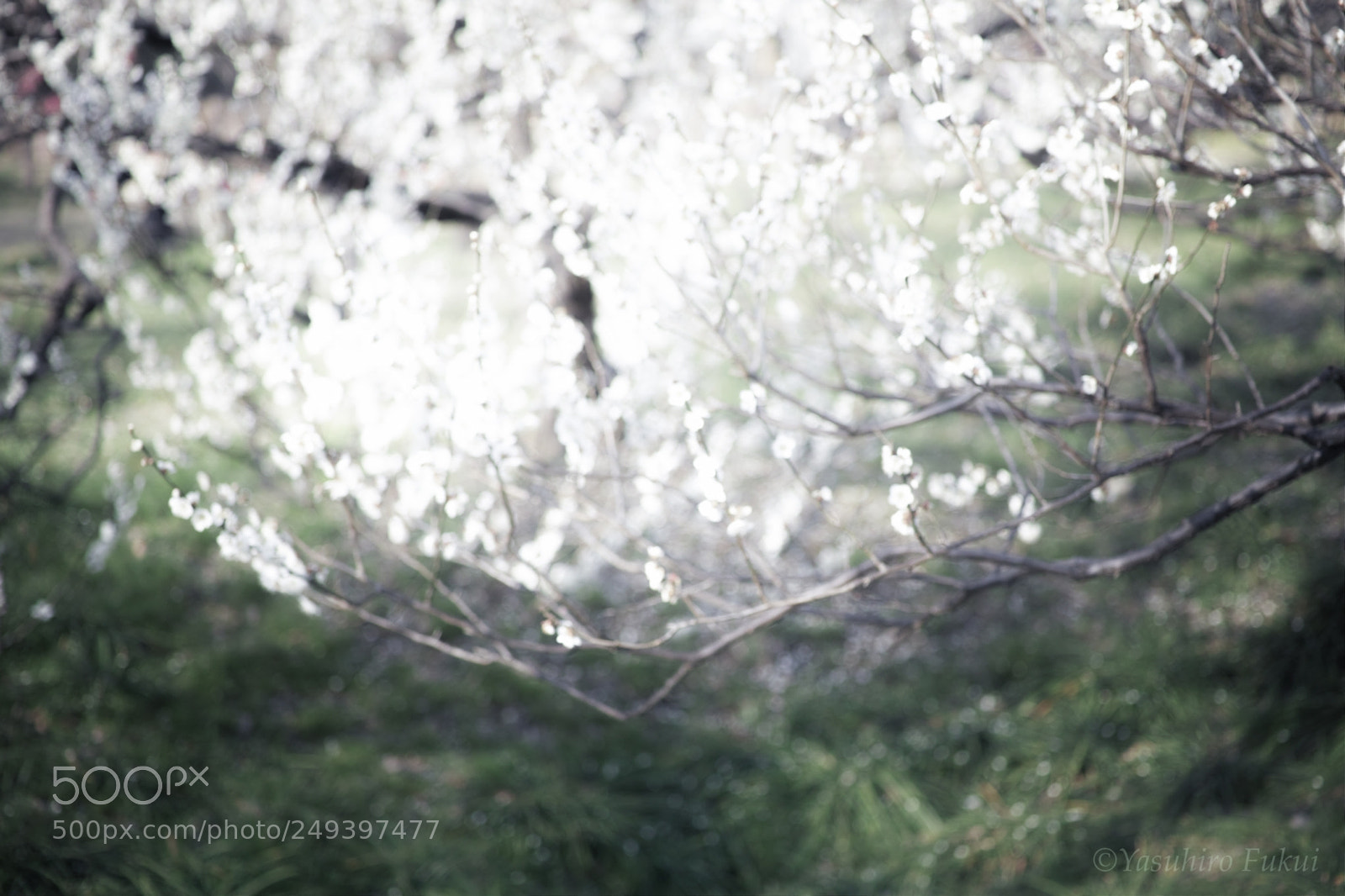 Sigma DP3 Merrill sample photo. 白梅 photography