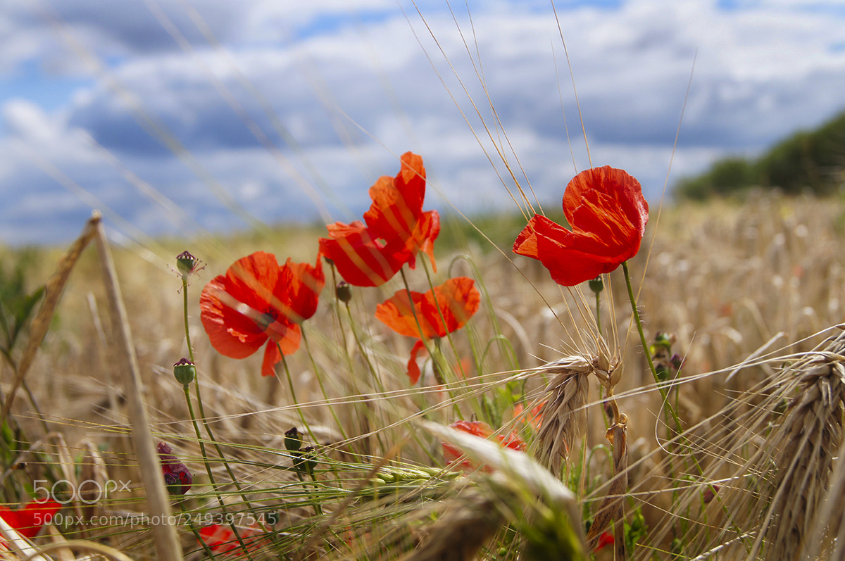 Sony SLT-A35 sample photo. Kornfeld photography