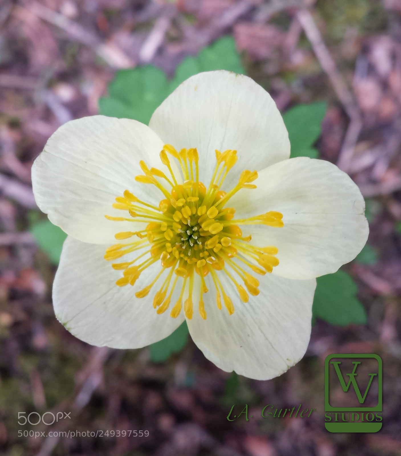 Samsung Galaxy S4 sample photo. Spreading globeflower blossom photography