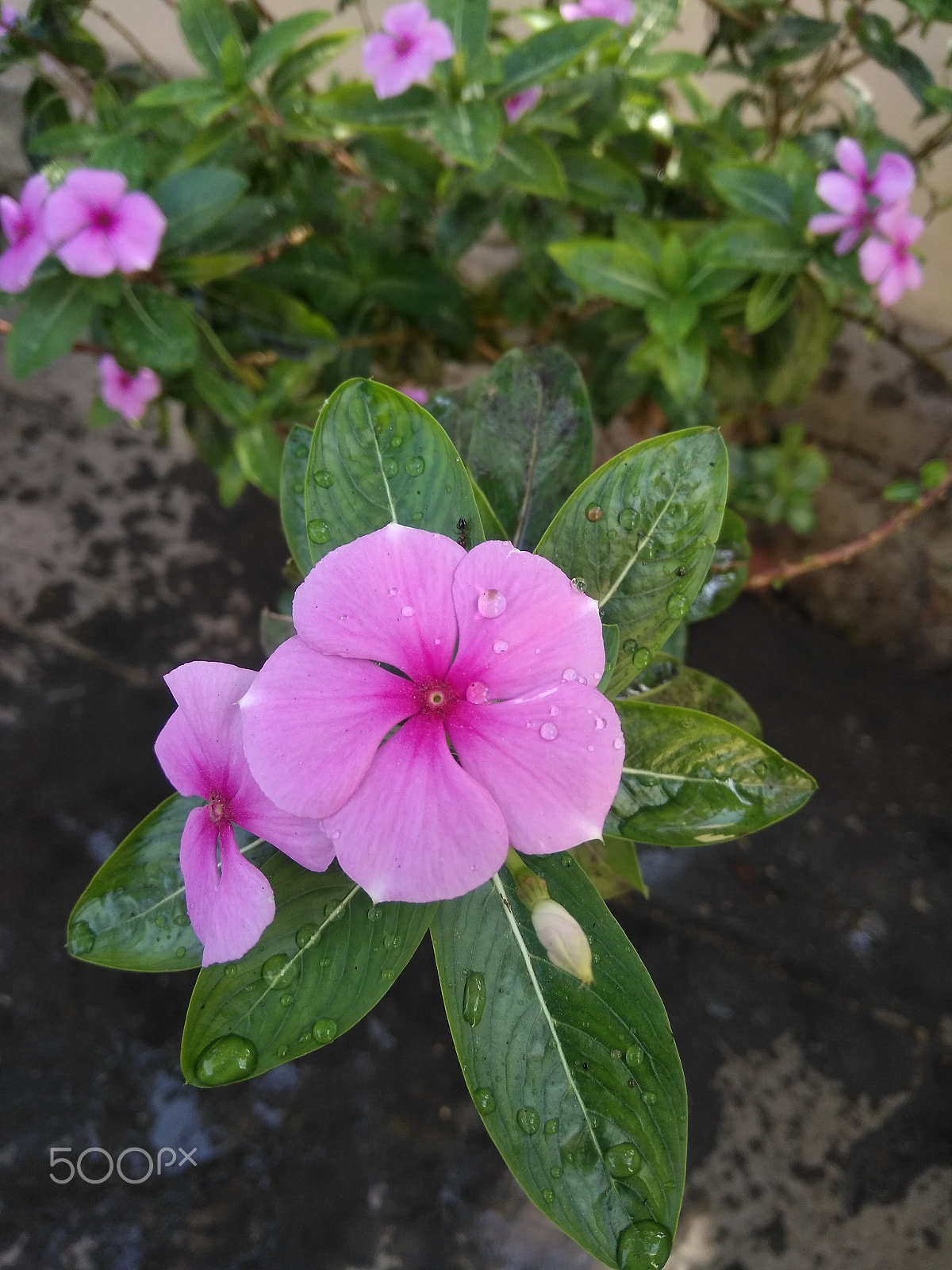 LeMobile Le X526 sample photo. Pink rose in green leaves.[beauty of nature] photography