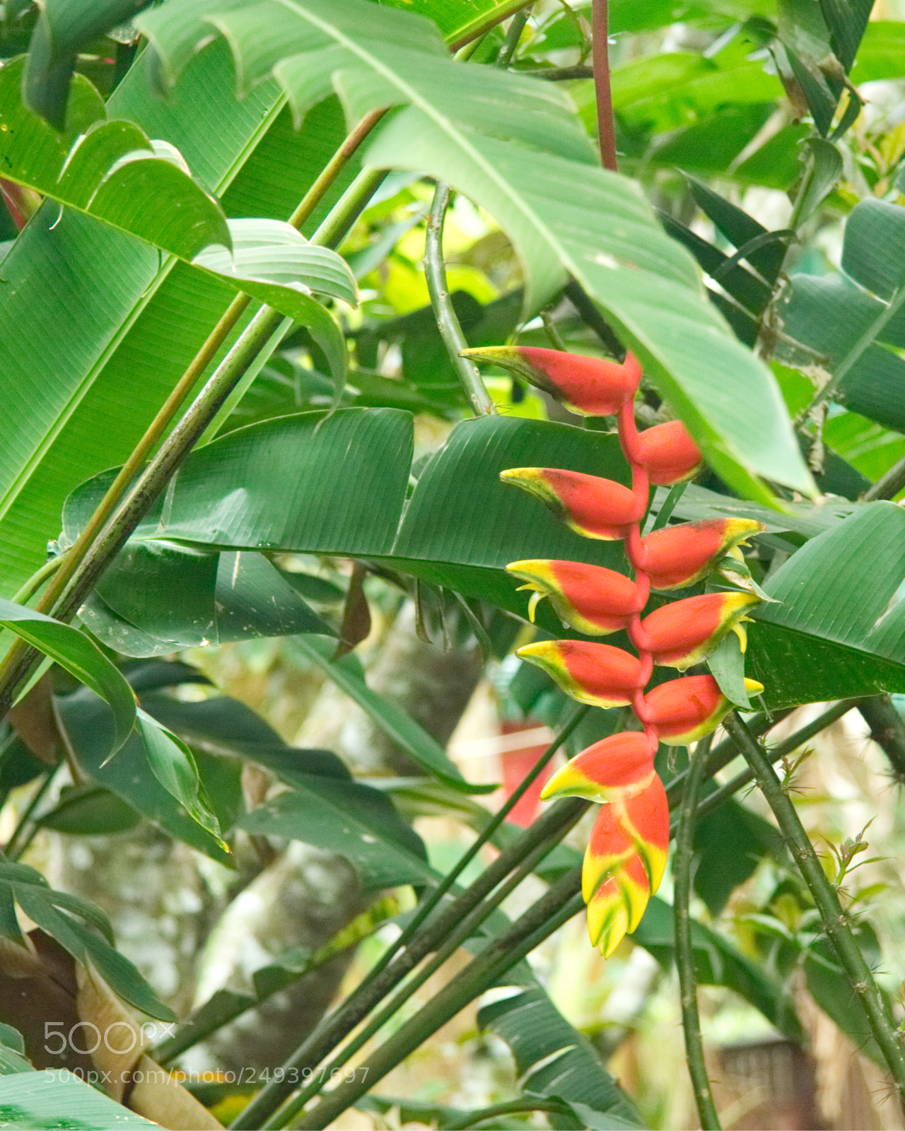 Canon EOS 50D sample photo. Fleurs de bananes photography