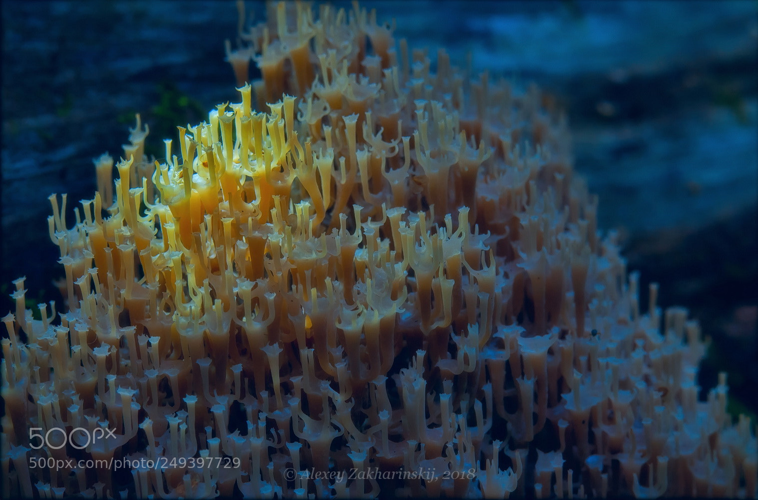 Nikon D200 sample photo. Babylon crown coral,clavicorona pyxid photography