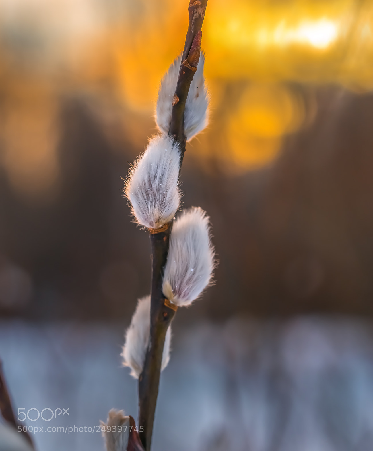 Pentax 645Z sample photo. Fluffy signs of spring photography