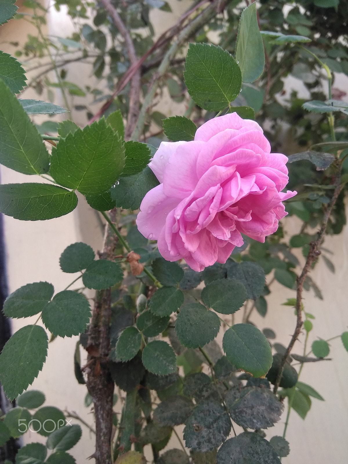 LeMobile Le X526 sample photo. Pink rose in green leaves.[beauty of nature] photography
