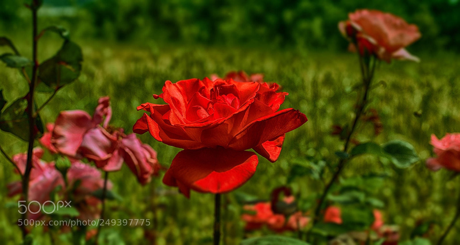Nikon D610 sample photo. Rose photography