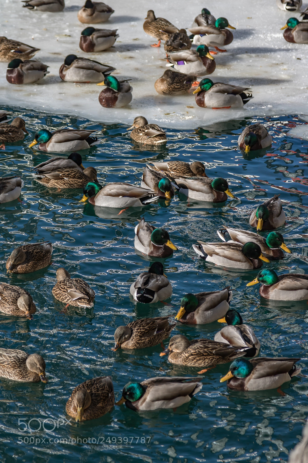 Canon EOS 760D (EOS Rebel T6s / EOS 8000D) sample photo. Cold ducks photography