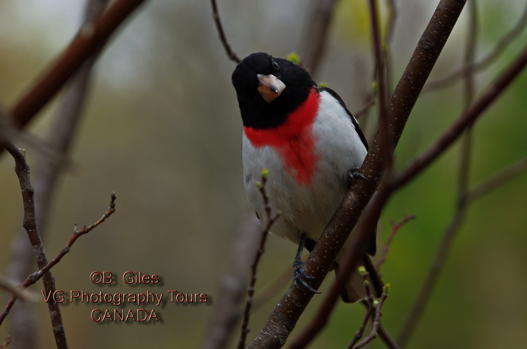 Pentax K-5 IIs sample photo. Rose-breasted grosbeak photography