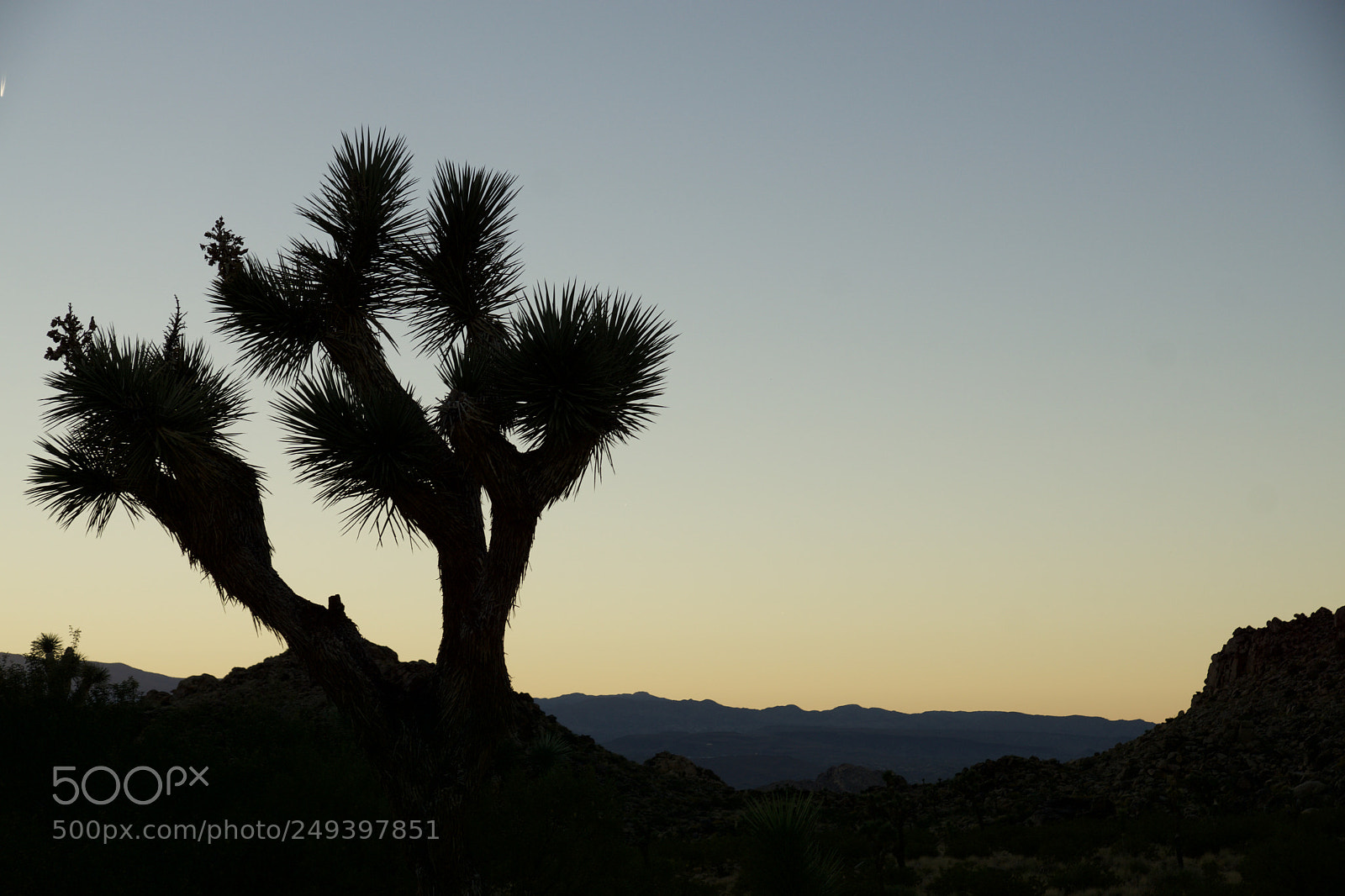 Sony ILCA-77M2 sample photo. Joshua tree photography