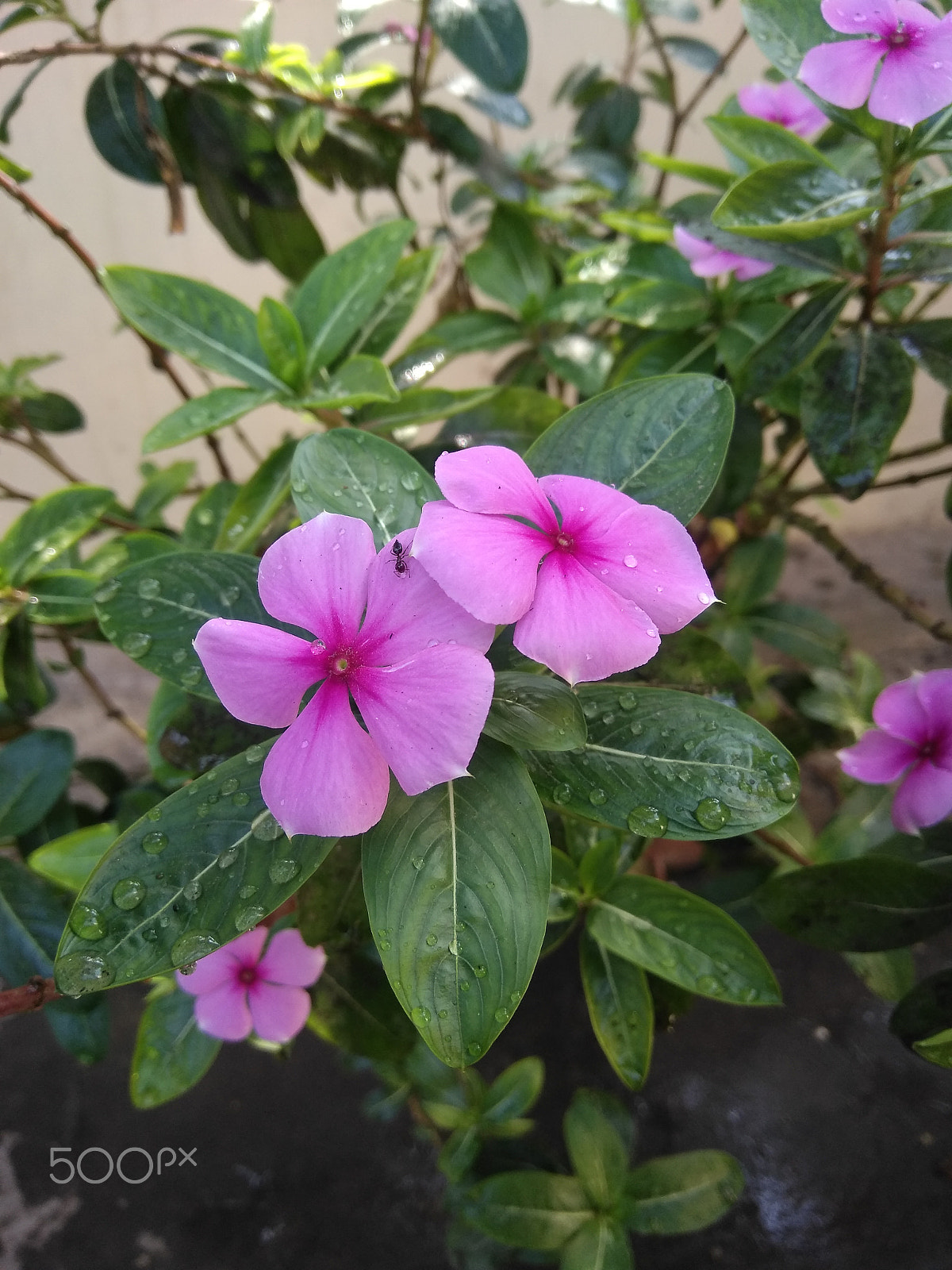 LeMobile Le X526 sample photo. Pink rose in green leaves.[beauty of nature] photography