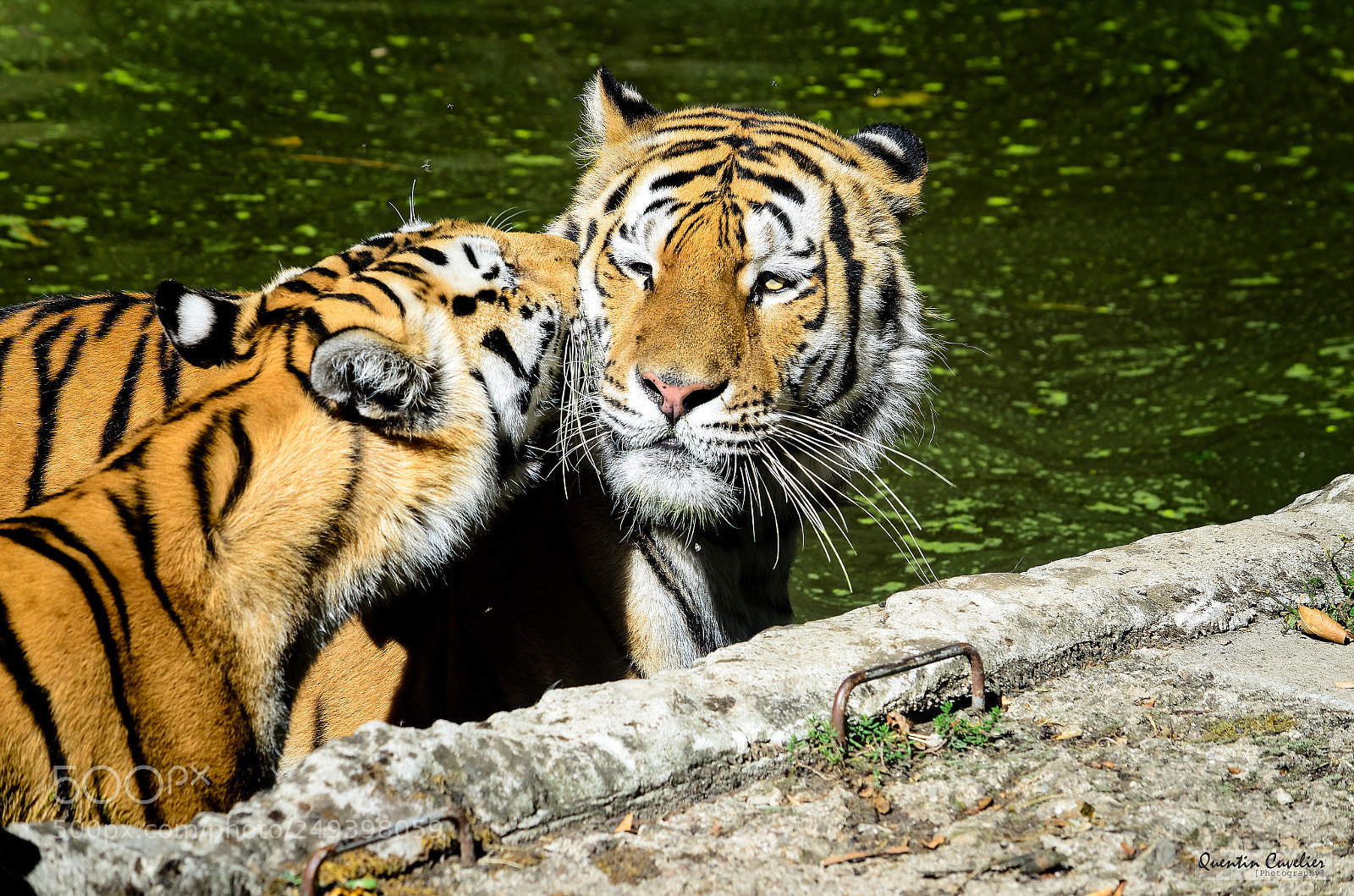 Nikon D7000 sample photo. Tiger 3 photography