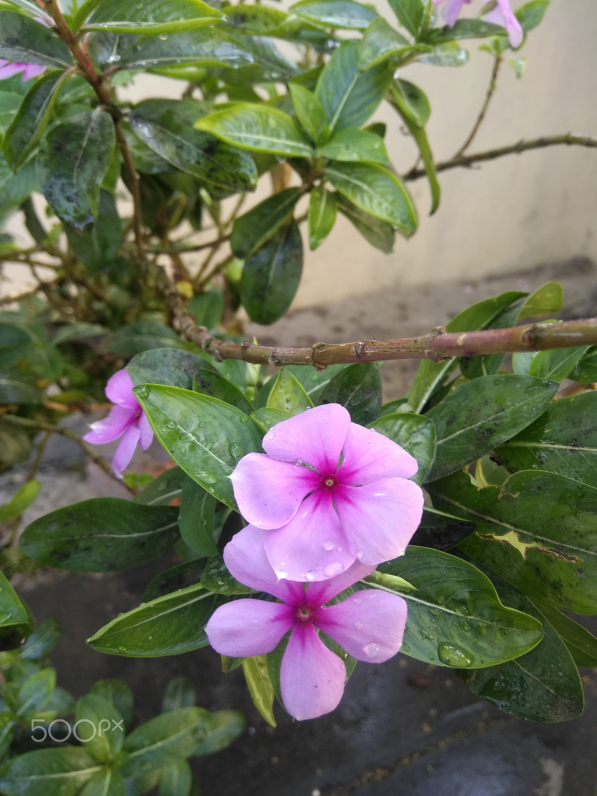 LeMobile Le X526 sample photo. Pink rose in green leaves.[beauty of nature] photography