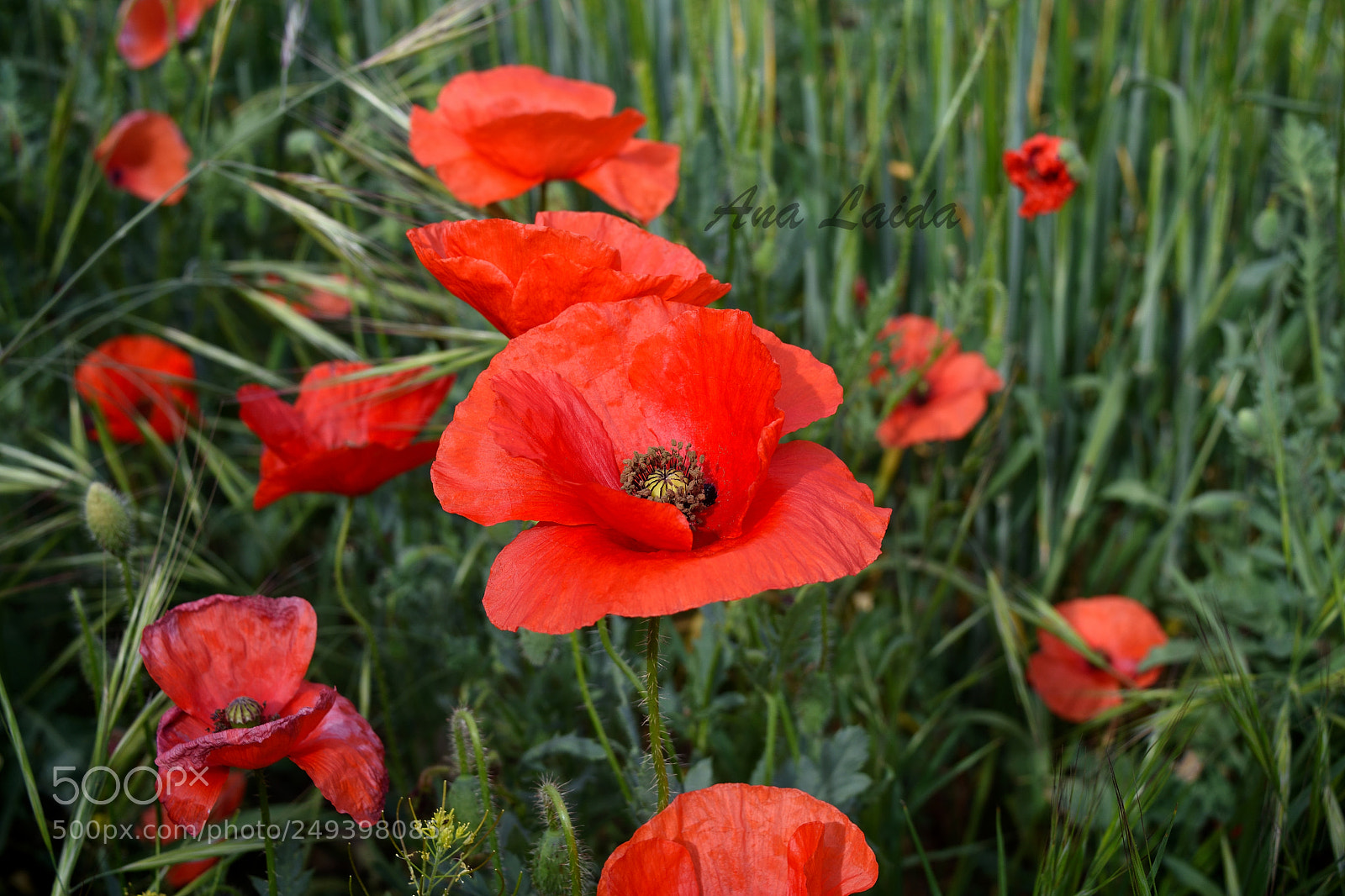 Nikon D7200 sample photo. Untitled photography
